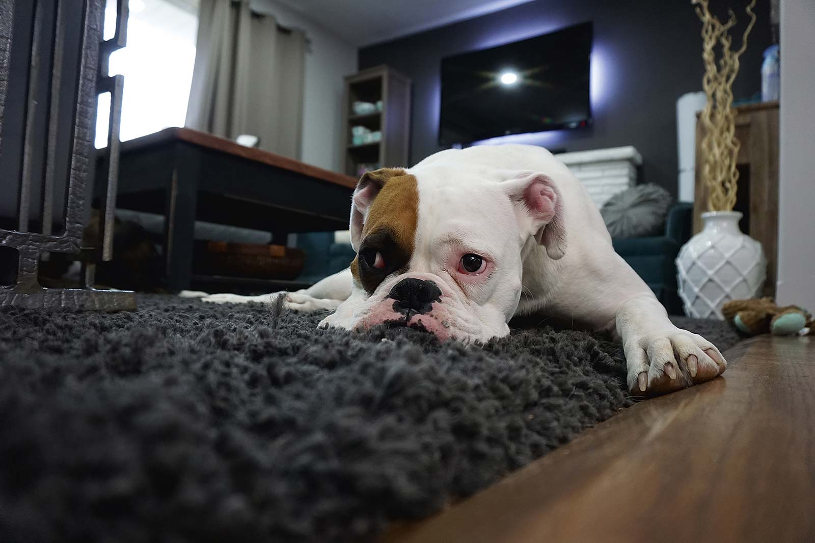 Pulizie domestiche straordinarie | Jesterlux